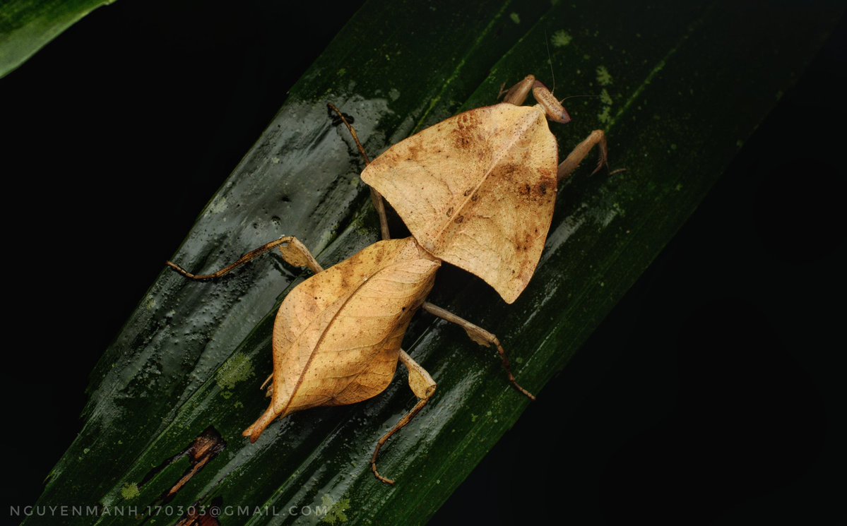 MnhNguynv5's tweet image. Dead leaf mantis protects ooth and newly hatched babies.