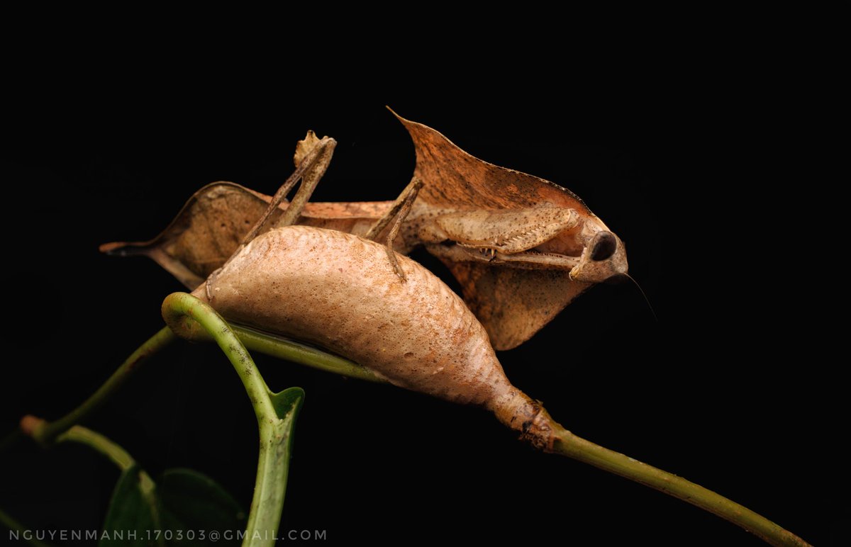 MnhNguynv5's tweet image. Dead leaf mantis protects ooth and newly hatched babies.
