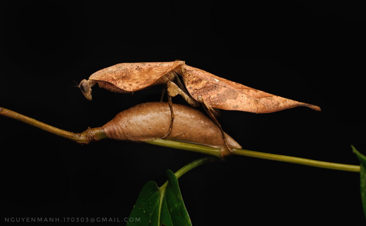 MnhNguynv5's tweet image. Dead leaf mantis protects ooth and newly hatched babies.