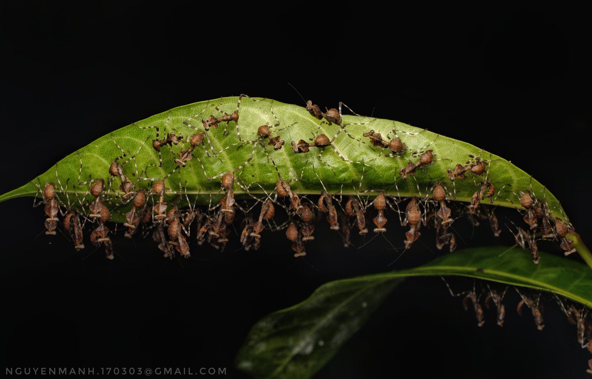 MnhNguynv5's tweet image. Dead leaf mantis protects ooth and newly hatched babies.