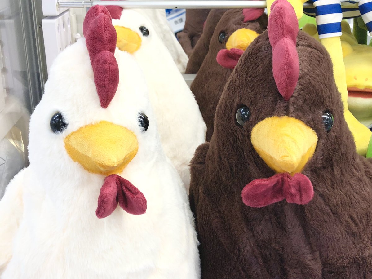 #コライジーBIGぬいぐるみ いよいよ、今日、コライジーちゃんが！ | 9月2日の銀河