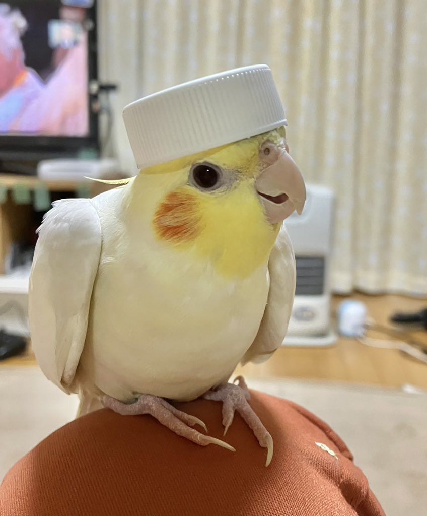 #これでフォロワーさんが増えました