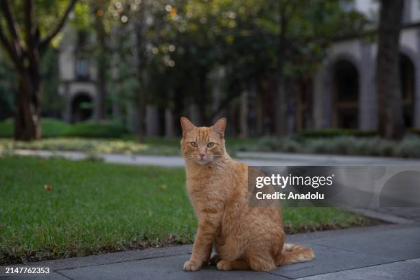 <a href="/CanadaGoose911/">Canada Goose 🇨🇦</a> Me and my Mexican counterpart Bowie played a huge role in organizing this initiative😺🇨🇦🤝🇲🇽😺