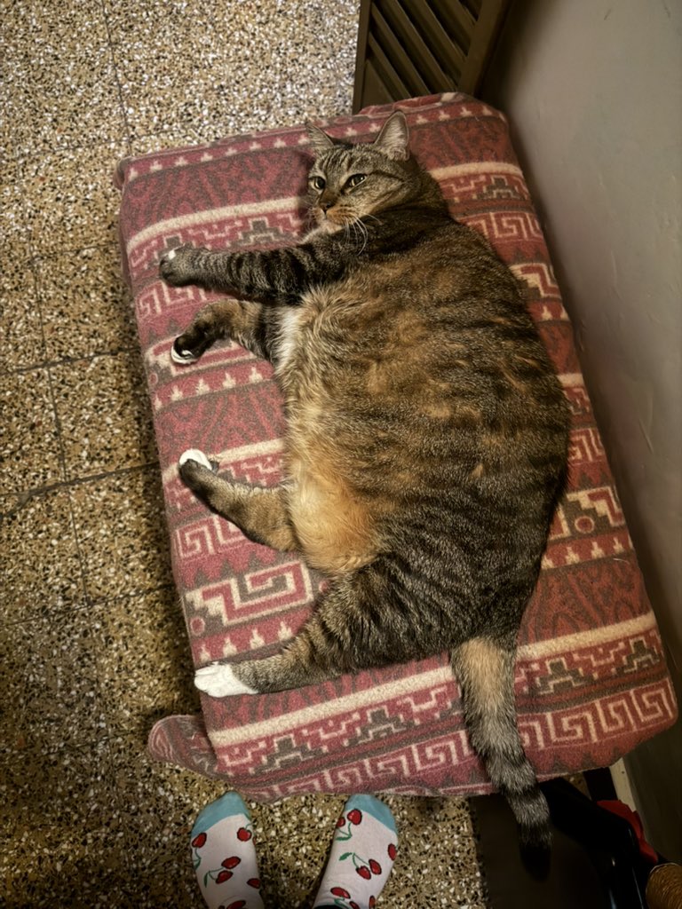 bbasul1's tweet image. lo gorda q es la gata de mi papá se ve q en esta casa nos crian a todas igual