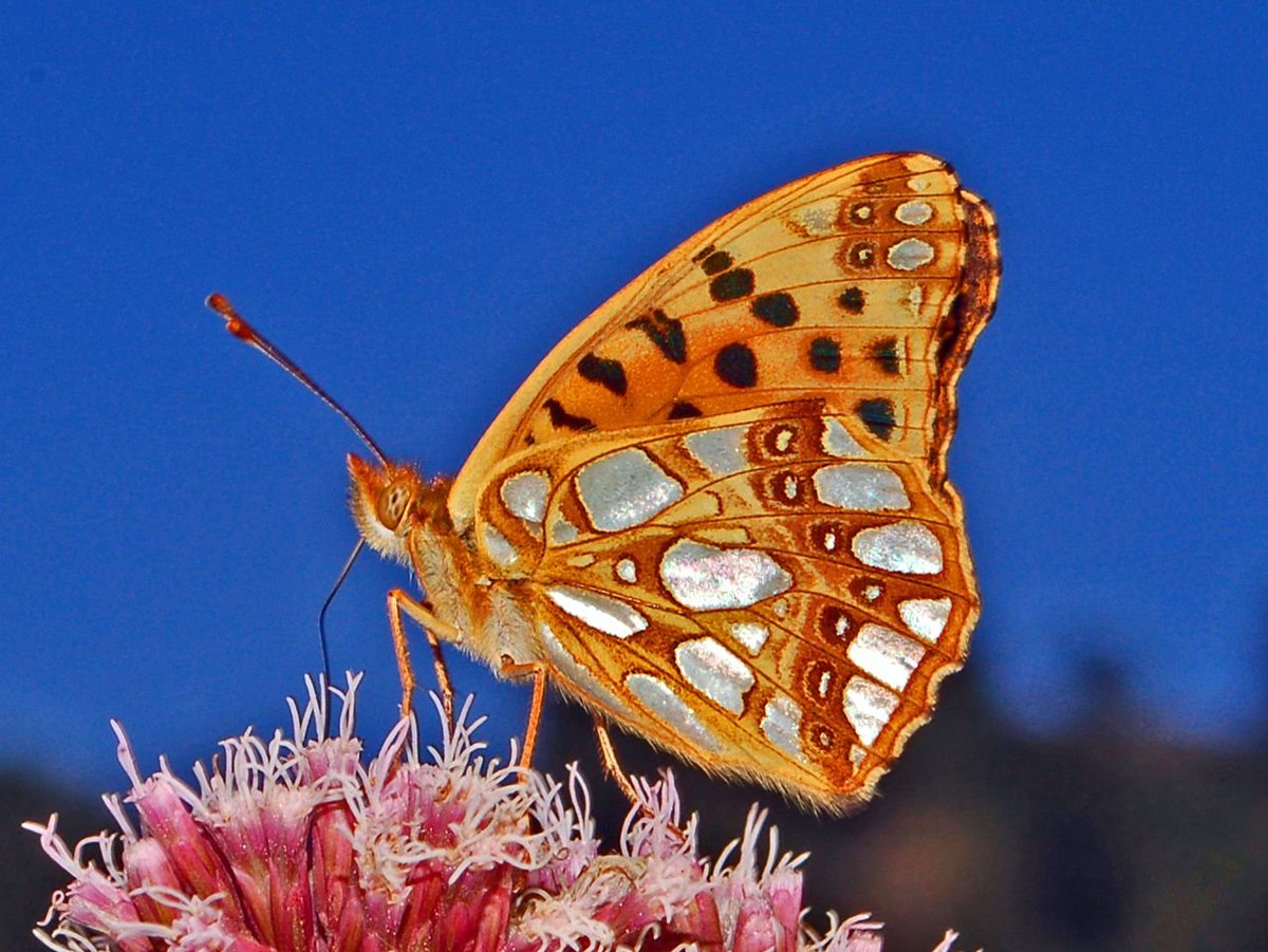 BartuschatT's tweet image. Der Morgenschmetterling,
Queen of Spain fritillary (Issoria lathonia).
Kommt gut in den Freitag.
By Hectonichus - Own work, CC BY-SA 4.0, commons.wikimedia.org/w/index.php?cu…