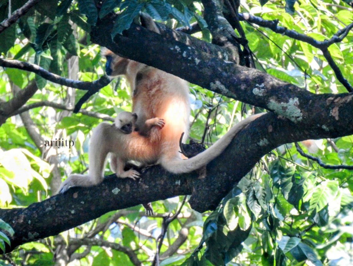 dibarijit's tweet image. Golden Bond – A tender moment between mother & child, spotted in the wild
Snapped with an untrained lens— imagine what Assam’s young shutterbugs could capture in places like Sikhna Jwhwlao & Raimona!
725 km. Blazing heat. Golden Langurs. Butterflies. Bliss.
#Bodolandtourism