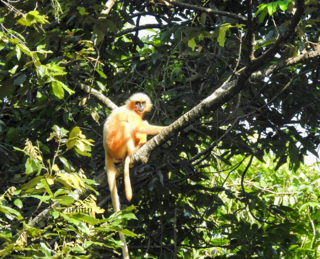 dibarijit's tweet image. Golden Bond – A tender moment between mother & child, spotted in the wild
Snapped with an untrained lens— imagine what Assam’s young shutterbugs could capture in places like Sikhna Jwhwlao & Raimona!
725 km. Blazing heat. Golden Langurs. Butterflies. Bliss.
#Bodolandtourism