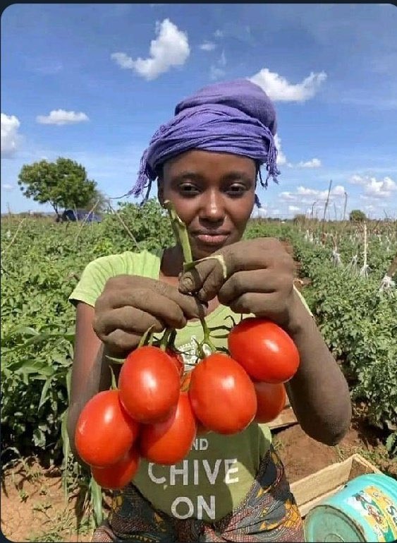ModernAgri_Tips's tweet image. Climate-resilient food systems start with empowered farmers. Supporting smallholders with adaptation tools ensures not just food on the table, but dignified, sustainable livelihoods. #AgAdaptation #FoodSecurity #LivelihoodsMatter #ClimateAction
