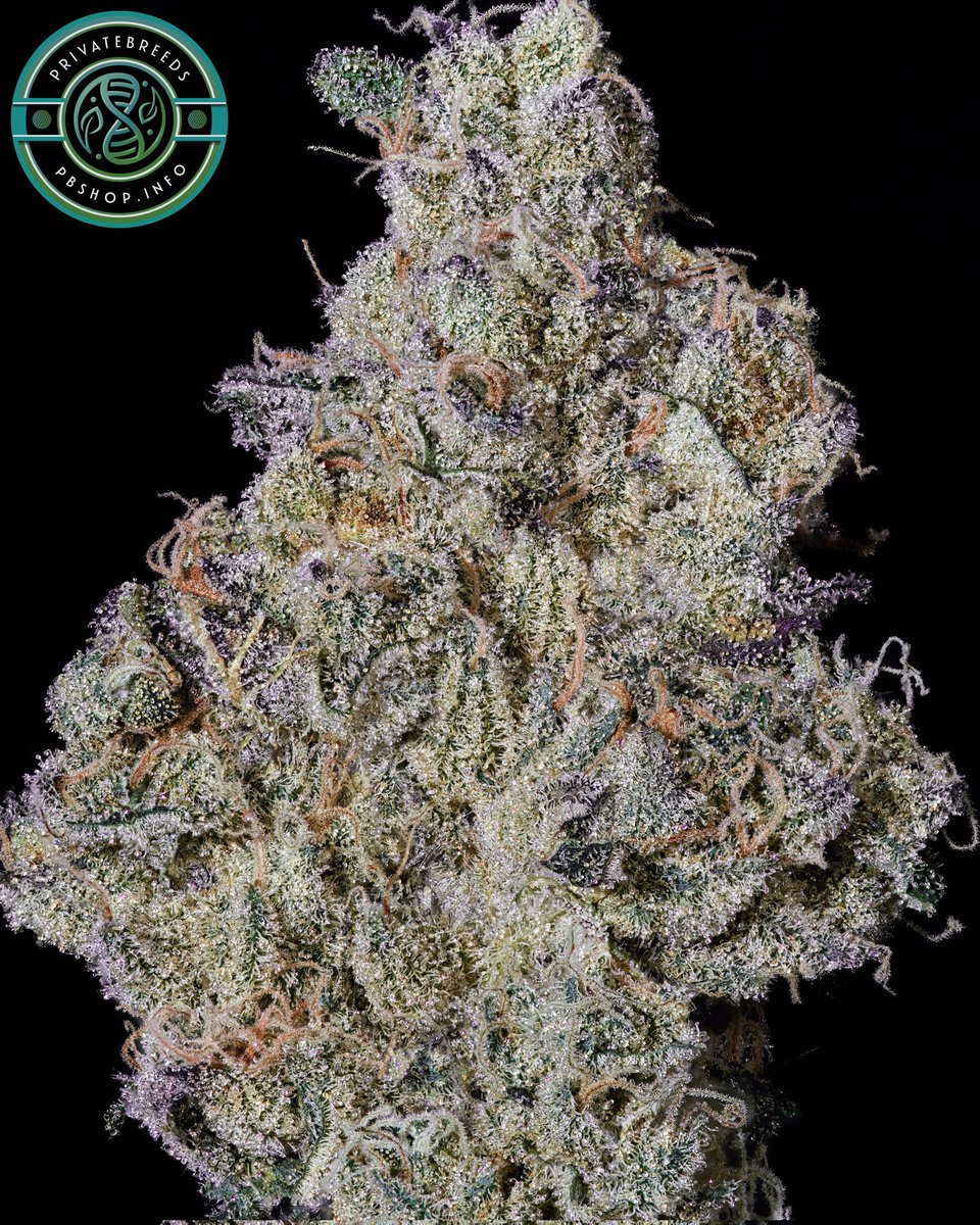 Privatebreeds's tweet image. Red Velvet s1 x (Animal Mints x Runts) feminized.
For the lab numbers chasers 🚀.
Feel free to repost if you enjoy my work ❤️