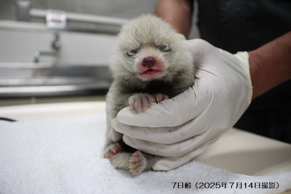 nhdzoo's tweet image. 【動物】2年ぶり!レッサーパンダの赤ちゃん誕生!!
令和7年7月7日(月)午後2時頃に、当園では2年ぶりとなるレッサーパンダの赤ちゃんが誕生しました🎉
✅詳細はコチラ
nhdzoo.jp/news/naka.php?…
#日本平動物園 #nihondairazoo #レッサーパンダ #redpanda #赤ちゃん