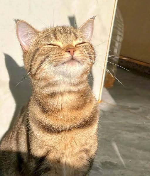 hourlyjunie's tweet image. cat sunbathing