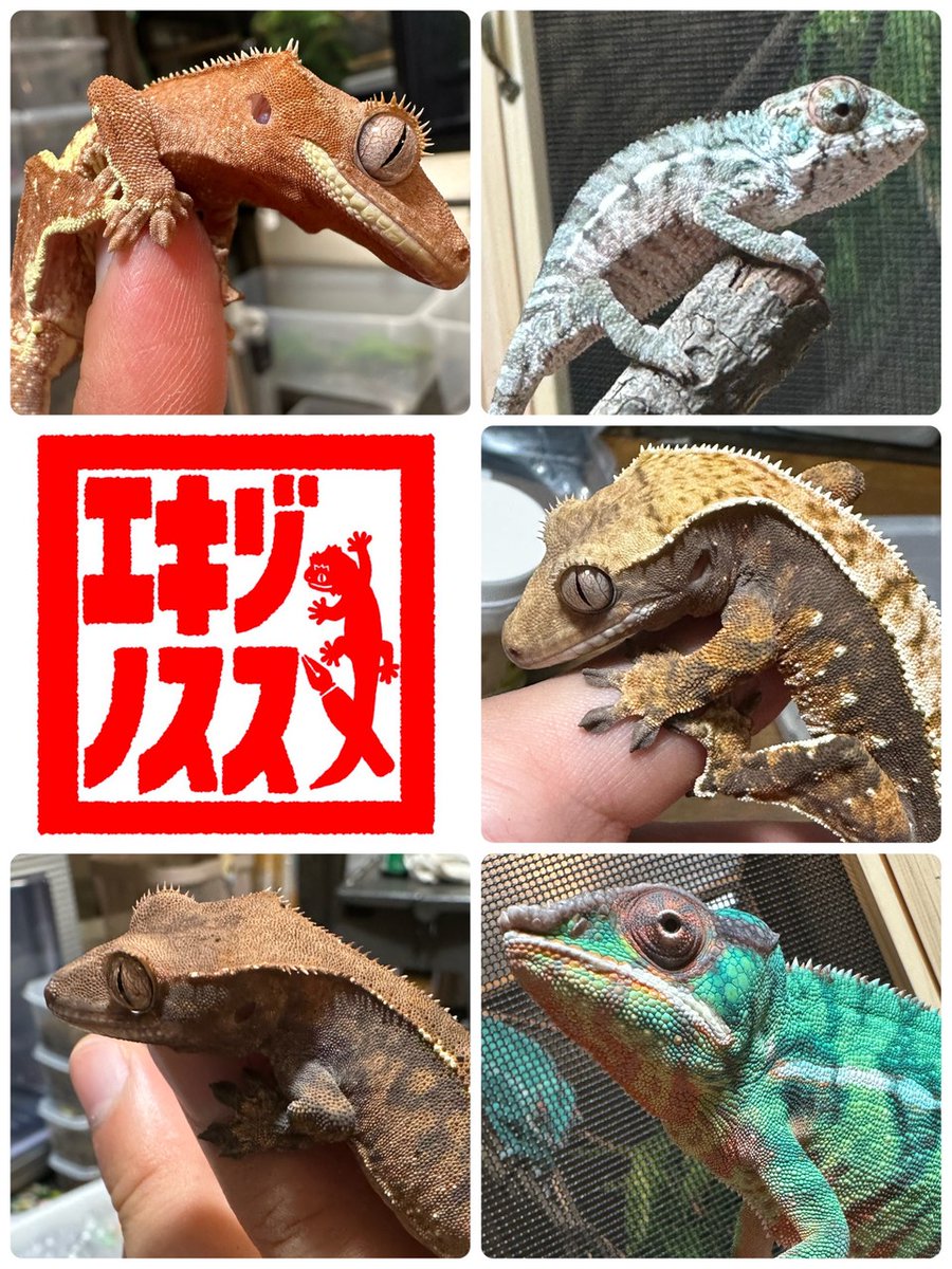 exoticreptilexp's tweet image. ☆7/27(日)に開催されるEXPO東京浅草開催がいよいよ2日後となりました♪
栃木県を拠点にイベントに出店しております、エキゾノススメと申します!クレステッドゲッコー40匹、パンサーカメレオン20匹程を... 詳しくは 2su.jp/0UUu