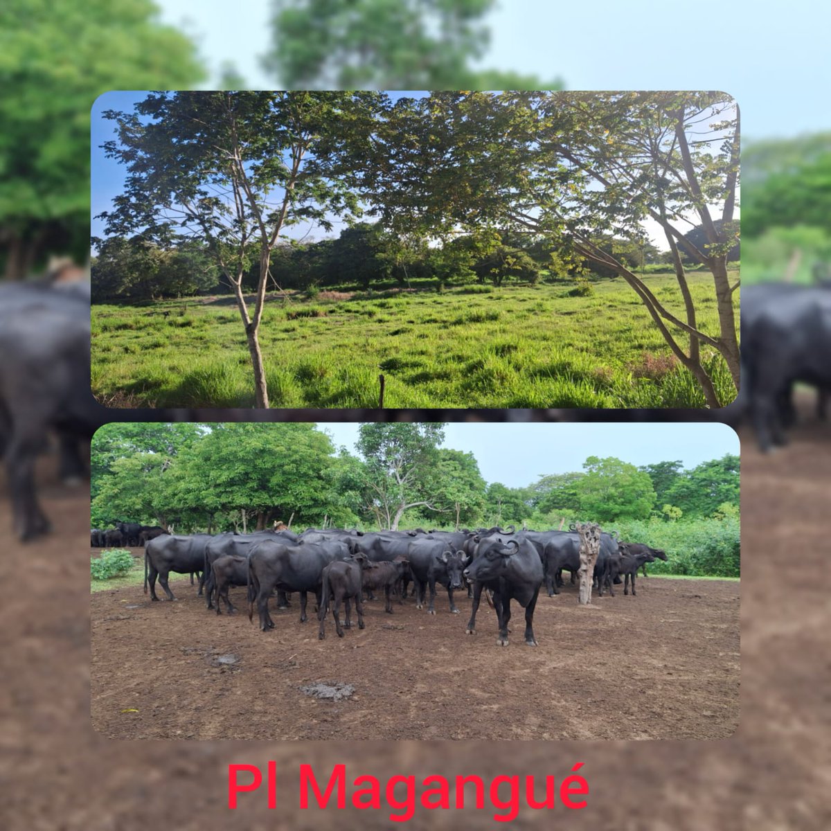 #OrgullosamenteGanaderos 
Búfalos en Colombia: ¡La revolución ganadera sostenible! Productividad, resiliencia y un futuro más verde para nuestra tierra. #BúfalosColombia #GanaderíaSostenible <a href="/Fedegan/">FEDEGAN</a> <a href="/jflafaurie/">José Félix Lafaurie</a> <a href="/Plsincelejogan1/">Sincelejo pasión ganadera</a> <a href="/plbosconia_fng/">Bosconia Pasión Ganadera</a>