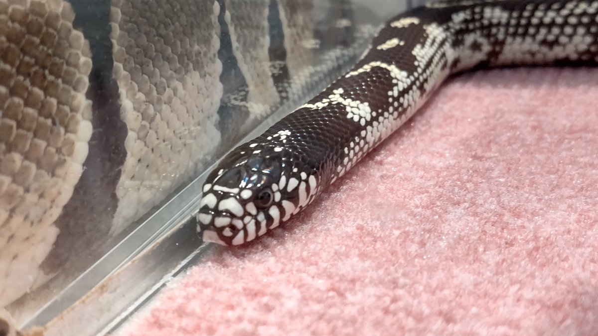tkysnakecenter's tweet image. 熟睡中のカリフォルニアキングスネーク、タッキーくん3才。横のボールパイソンで同い年チャオくんの太い体が壁のよう。さて、本日のふれあい担当は、キッチ、くう、わっこ、ゆうり、タッチ、リッツ、シナガワ、特別指名もずく&マルコ&ノイ&ごんた&チー坊&凛です
#東京スネークセンター