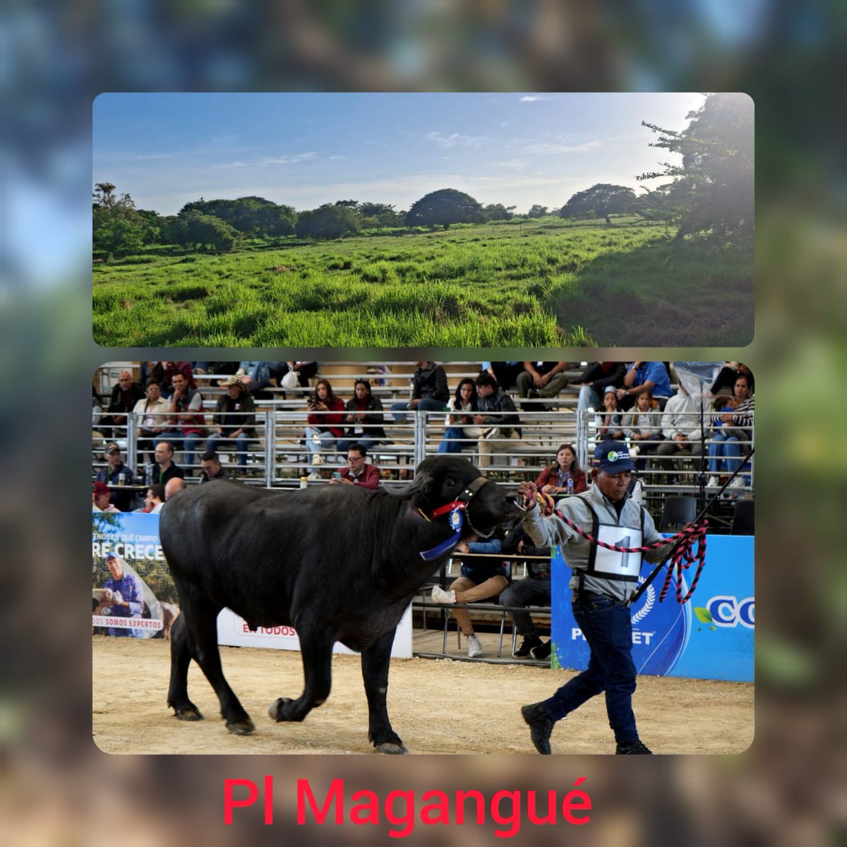 #OrgullosamenteGanaderos 
Los búfalos no solo son fuertes, son inteligentes. Su adaptabilidad al trópico colombiano los convierte en aliados clave para una producción eficiente y amigable con el ambiente. <a href="/Fedegan/">FEDEGAN</a> <a href="/jflafaurie/">José Félix Lafaurie</a> <a href="/cimitarraganado/">Cimitarra Pasion Ganadera</a> <a href="/marcosganadero/">SanMarcosPasionGanadera</a>