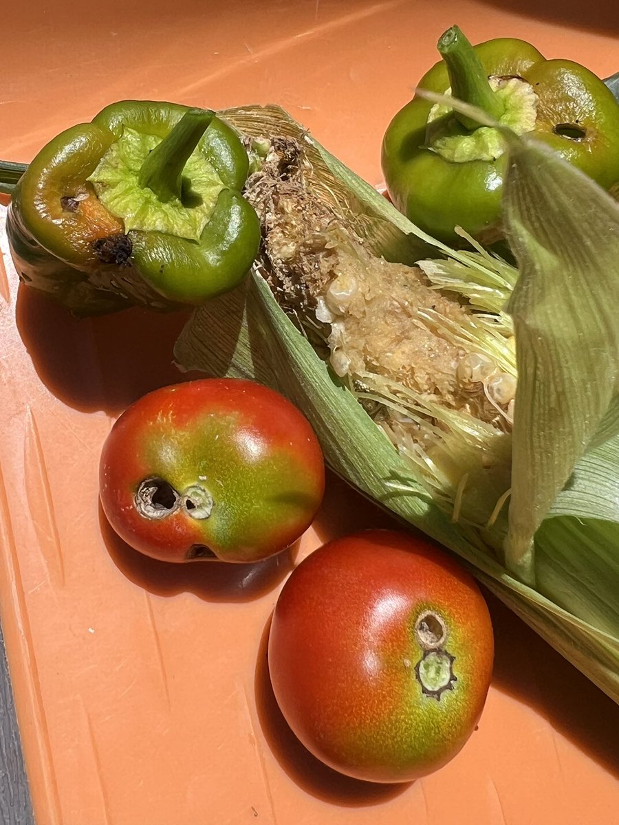 studiolaut's tweet image. 暑い上に作物が虫に食われまくるシーズンなので、早く涼しくなって欲しい。
#家庭菜園