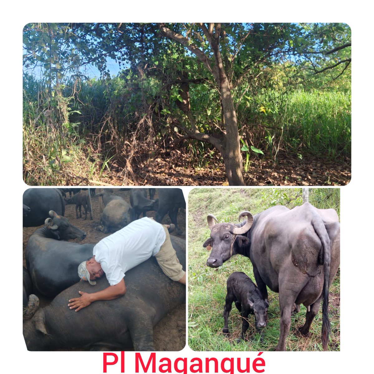 #OrgullosamenteGanaderos 
Deliciosos y nutritivos: La leche y carne de búfala colombiana son un tesoro culinario debido a que ellos son Criados bajo las normas del bienestar animal <a href="/Fedegan/">FEDEGAN</a> <a href="/jflafaurie/">José Félix Lafaurie</a> <a href="/PLCaucasiagan/">CAUCASIA PASION GANADERA</a> <a href="/pllacejaganade1/">pllacejaganadero -Pasion Ganadera</a>