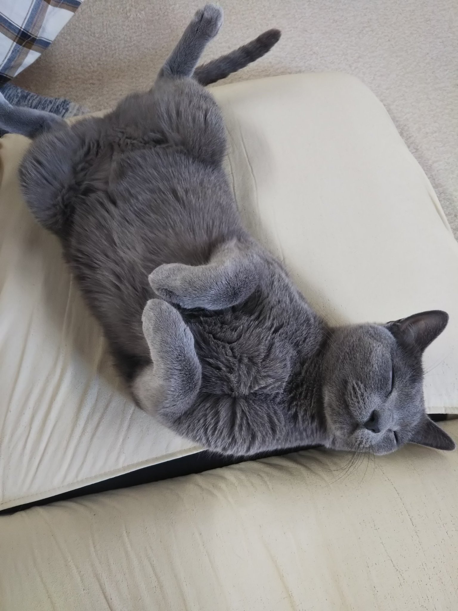 猫カフェちぐら on X: 