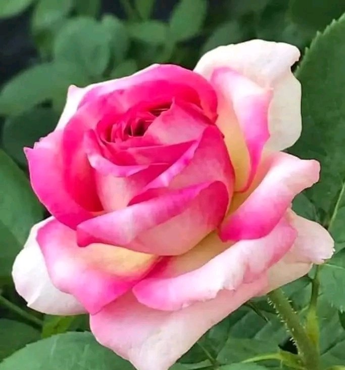 Set your soul free ❤️

Happy Friday everyone 🙋🏻‍♀️🌹