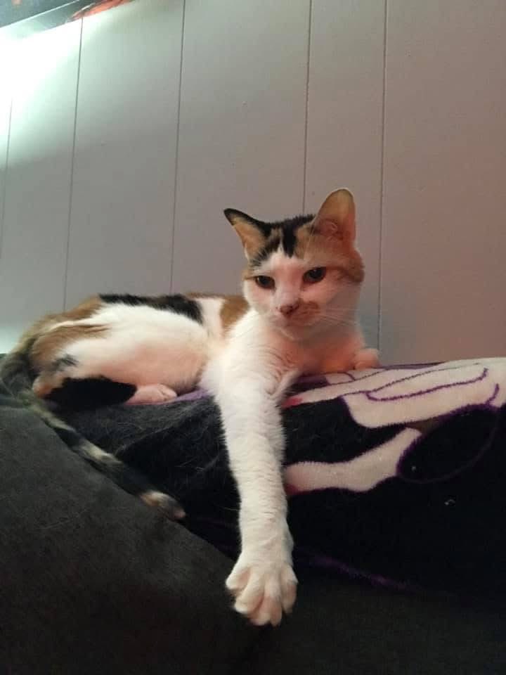 JDfromNY206's tweet image. I didn’t post earlier because of all the noise about Hulk but it has been a very emotional week for me. Today marks the 1 year anniversary of the passing of my beautiful Bacardi. I knew the night before it would be the last night I have her. After I told her to PLEASE make it one…