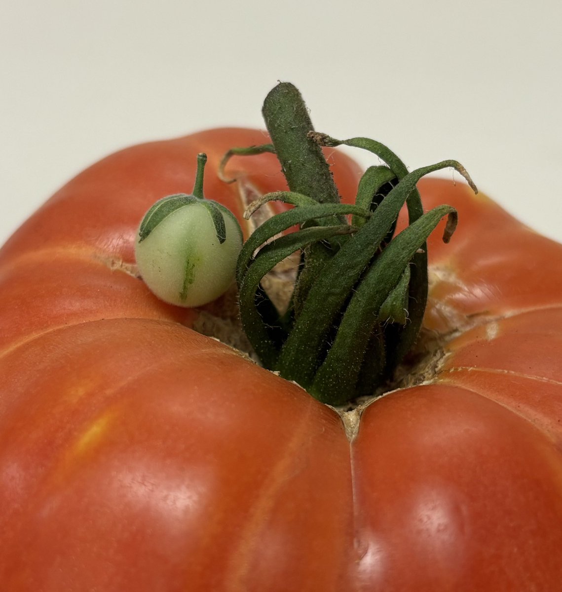 果実一個の重さが二桁違う。べらぼうだね。