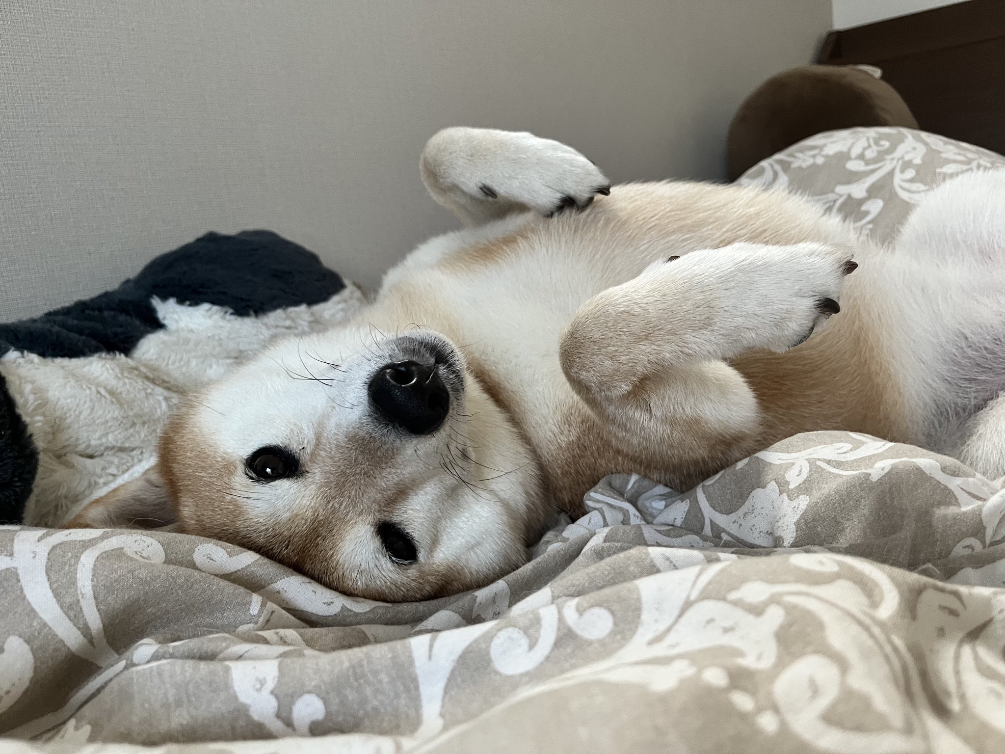 おとちゃん 91ykCTOdZwL._UF350,350_QL50_.jpg