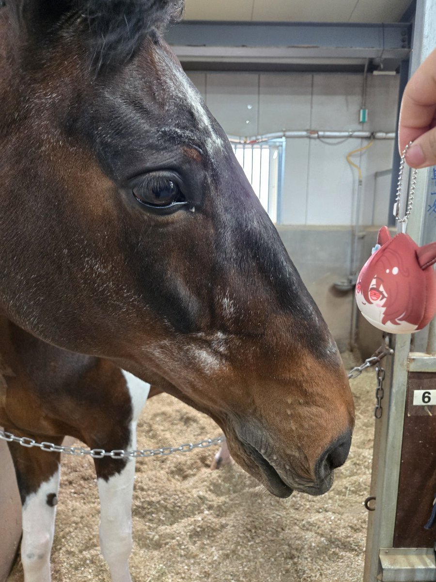 You’ve got horse ears too