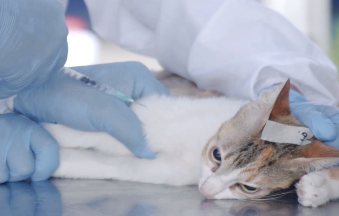 Secretaría de Ambiente (@ambientebogota) on Twitter photo 👏🐱🐶 <a href="/AnimalesBOG/">Protección Animal Bogotá</a> activa 4 puntos móviles de esterilización animal en zonas estratégicas de Bogotá con 15 mil nuevos cupos
Conócelos >> animalesbog.gov.co/noticias-pyba/… 👏🐱🐶 <a href="/AnimalesBOG/">Protección Animal Bogotá</a> activa 4 puntos móviles de esterilización animal en zonas estratégicas de Bogotá con 15 mil nuevos cupos
Conócelos >> animalesbog.gov.co/noticias-pyba/…