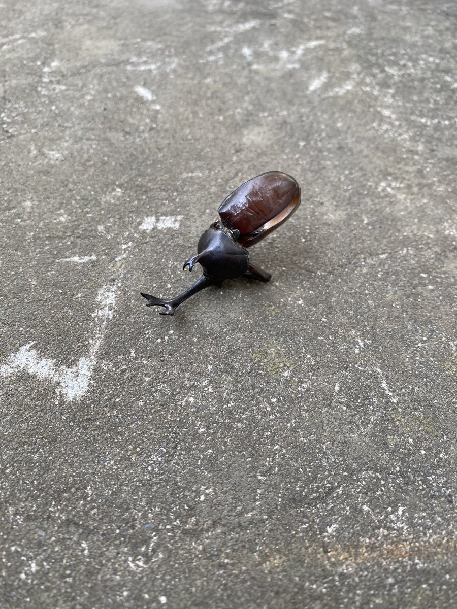 kurata_takashi's tweet image. 斜路の解体が完了した昨日、キャンパスでカブトムシを見つけた。４号館の脇階段に、転がっていた。というのは、生きたそれではなく、抜け殻のような姿だったので。「大地いましづかに揺れよ　油蝉」（富沢赤黄男）。この日の朝刊にあった句を思い出した。

#明治大学生田第二校舎斜路 #堀口捨己