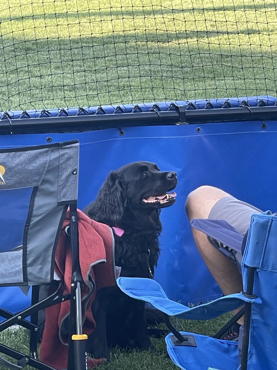 🐶🐶🐶