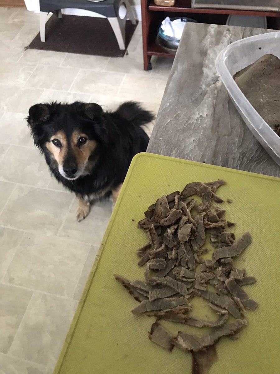 When I have a beef 🥩 with Dad it’s usually pretty serious 🧐 
Btw #VeggieBarkoff is still going strong 💪 with Bailey and Brawny on Bluesky so remember pups 🐶 don’t  fall the wrong way ya can’t get a good 👍 bone 🦴 from a vegetable 🥦