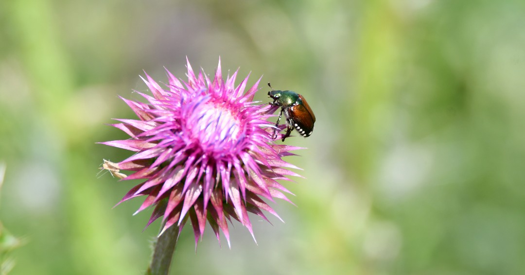 #DYK a Japanese beetle’s shiny green and bronze armor isn’t the only thing that draws others in? These invasive pests release odors on any vegetation they feed on, attracting even more beetles to gather, feed, and mate on the same plant. (Photo by Glenn P. Knoblock)