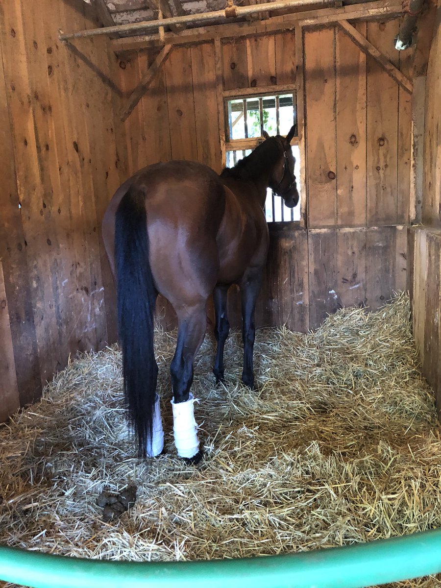 coloneljen's tweet image. Racing Peeps: photo of my NY bred homebred from my mare Diamond Jen Brady.23 starts (2)(4)(3). First foal . Took time gelded him. In on Sunday MSW. Race 6. Solo Jim. From Solomini. Mark Hennig trains Johnny V aboard.