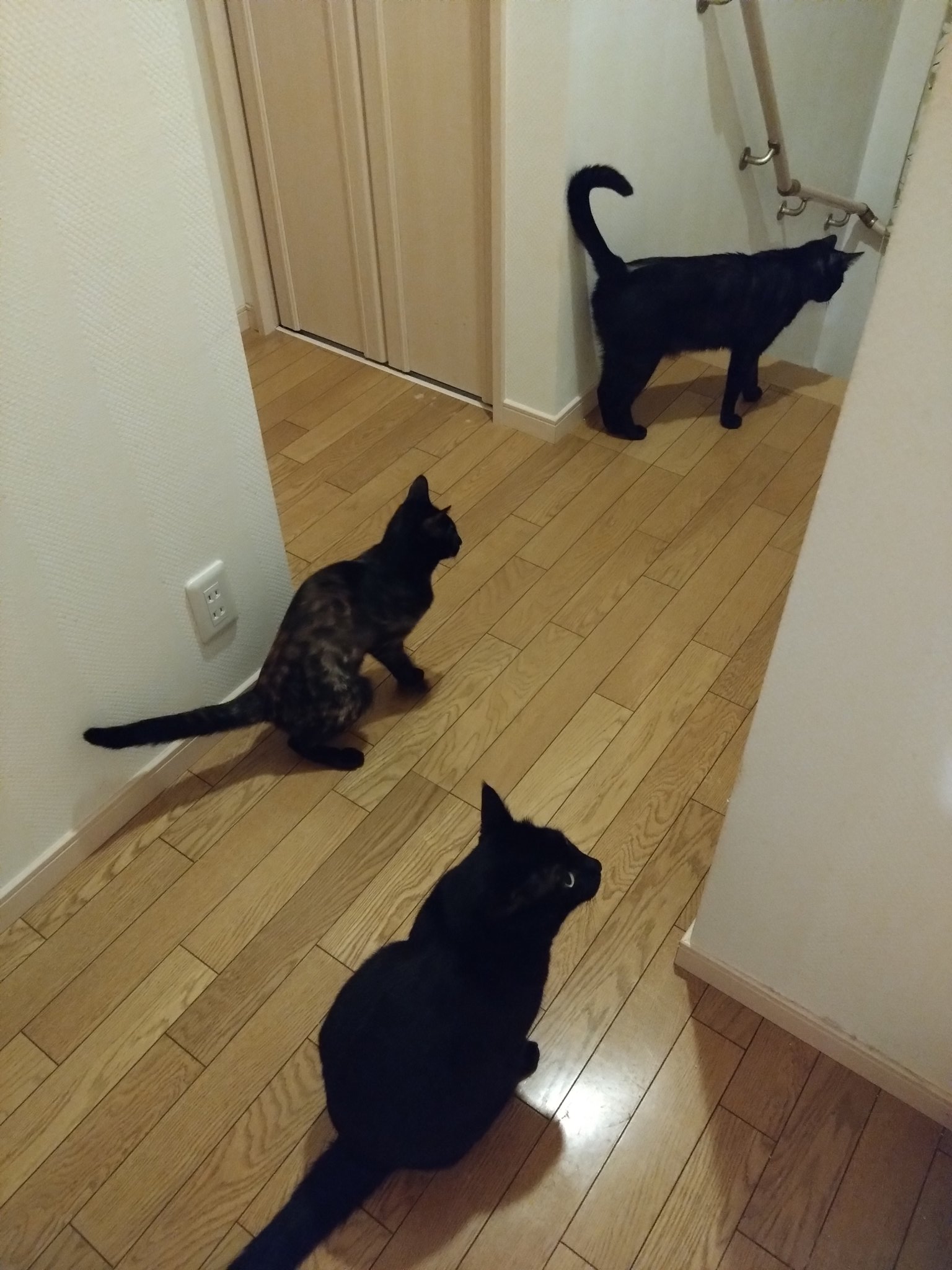 真は錆猫が好き 🐈‍⬛🐈‍⬛🐈‍⬛魔球はニャンズの下僕だもの🐈‍⬛🐈‍⬛🐈‍⬛ on