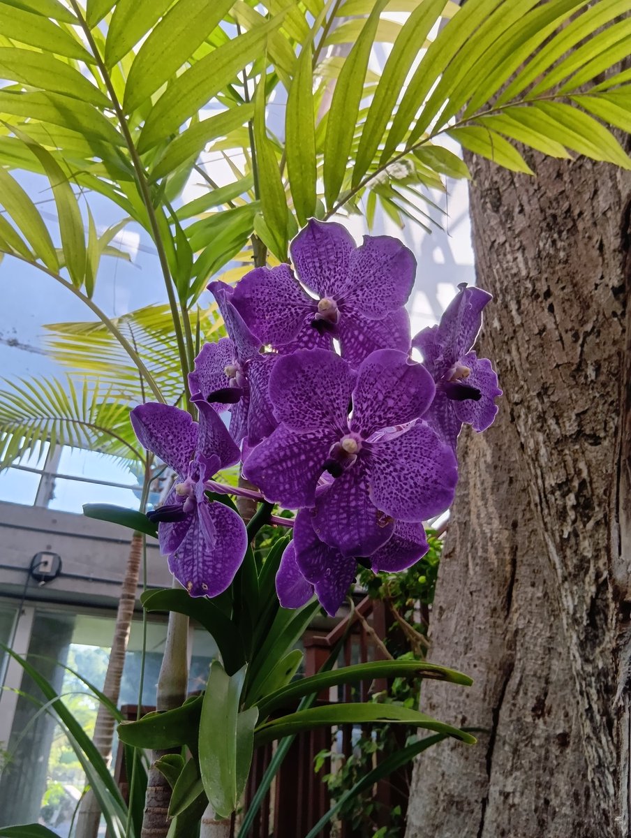 今日の手洗いも、百人一首から、紫式部さんとともに。

めぐりあひて
見しやそれとも
わかぬまに
雲隠れにし
夜はの月かな

おはようございます
今日を佳い日に出来ますように🤗
　
バンダ

パンダじゃないよ😁
蘭の紫って何か特別