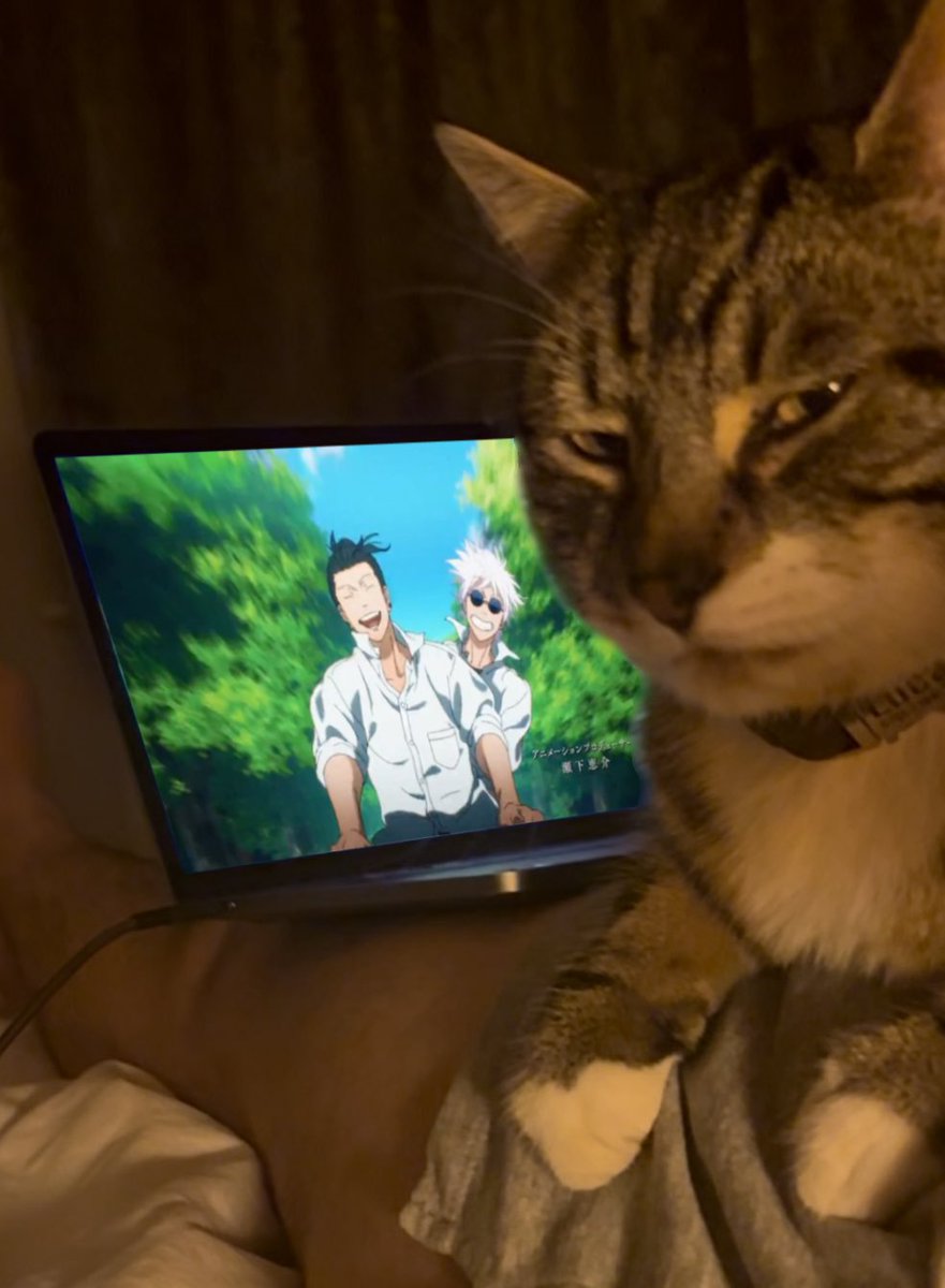 572idiots's tweet image. Homophobic cat doesn't approve