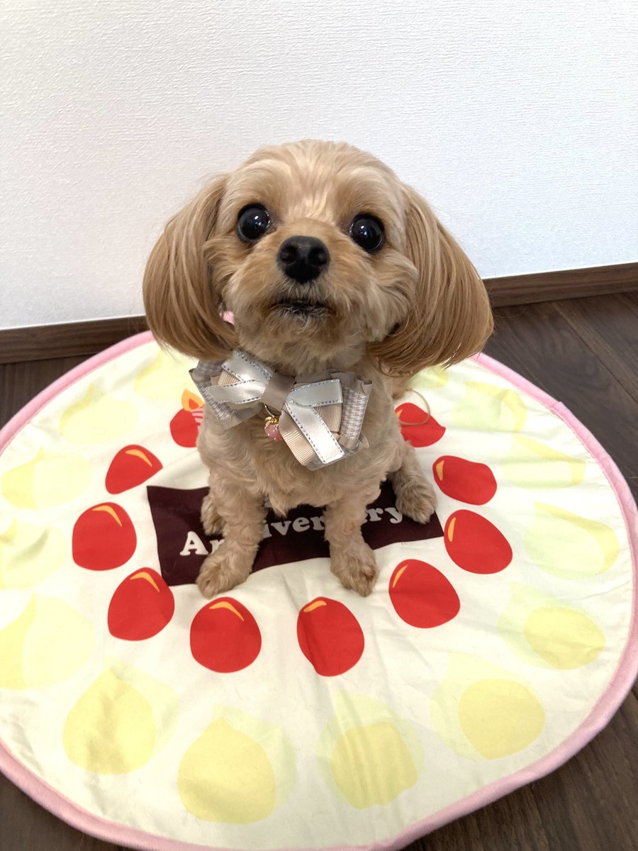 _7mamimumemo_'s tweet image. お誕生日おめでとう🐶🎂
みんなのお姉ちゃんが7歳になりました🐶
お気に入りのリボンでおめかしです🎀
#寧々結屋
#犬
#犬のいる暮らし
#犬のいる幸せ