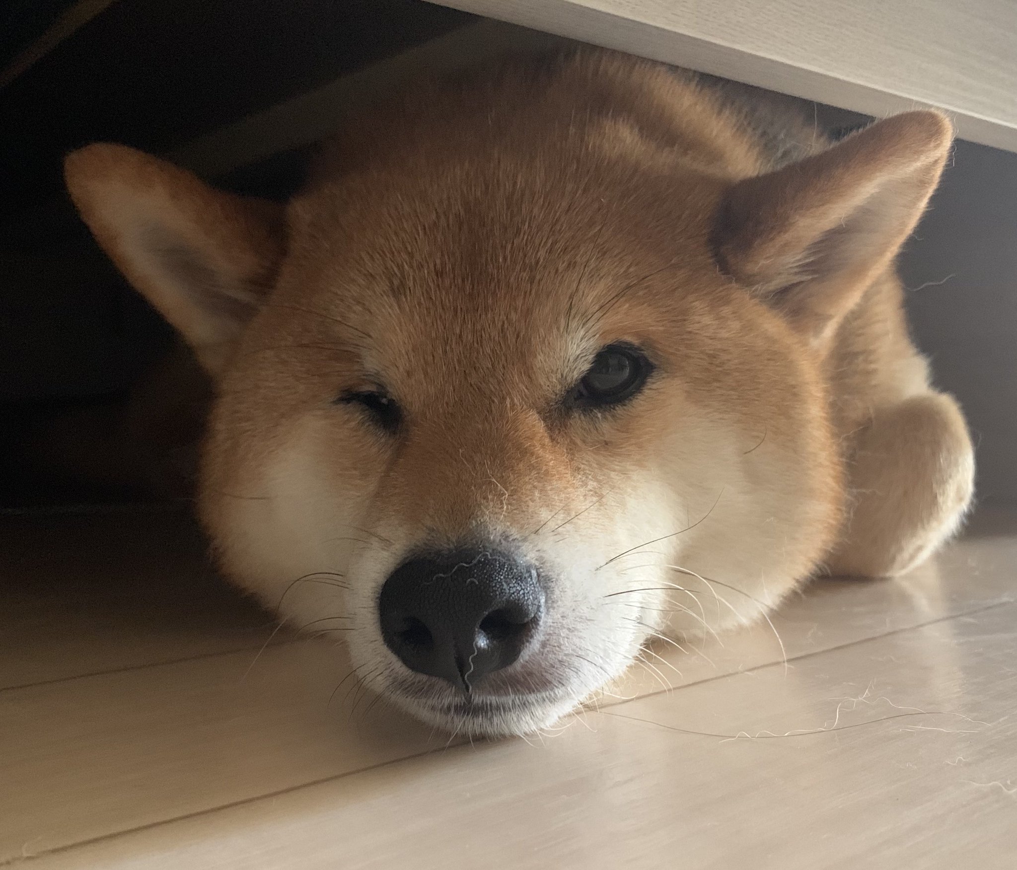 柴犬 柴犬くぅ助 on X: 