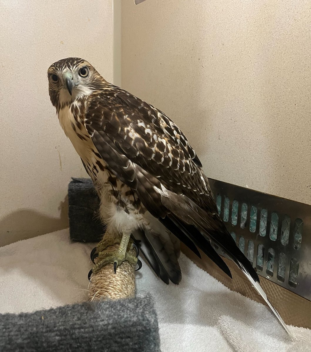 It’s wonderful to see this red-tailed hawk standing tall — or even just standing!

This juvenile was found entangled in a soccer net in the Bronx. He was very weak on arrival and was not able to perch for the first couple of days in care. Fortunately there were no severe injuries