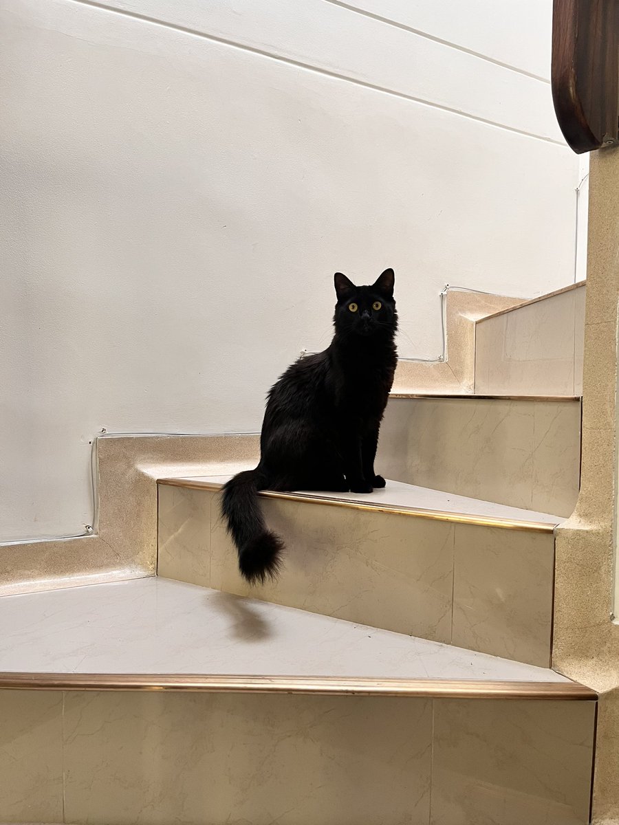 FlorezEstefania's tweet photo. @migatodinamita @Revistadegatos Mochi. El gato loco. ❤️‍🩹 https://t.co/6g4D9EkFi4