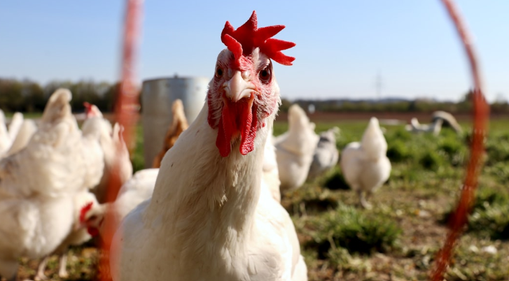 bactiman63's tweet image. #Cambodia reports 13th #H5N1 #avianinfluenza case  #birdflu open.substack.com/pub/outbreakne…