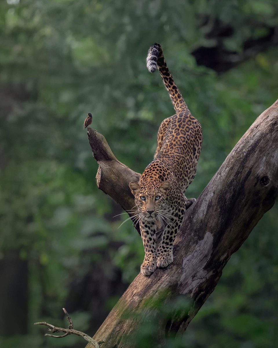 Stunning looking leopard with amazing setting. Credit to Shaaz Jung Photography