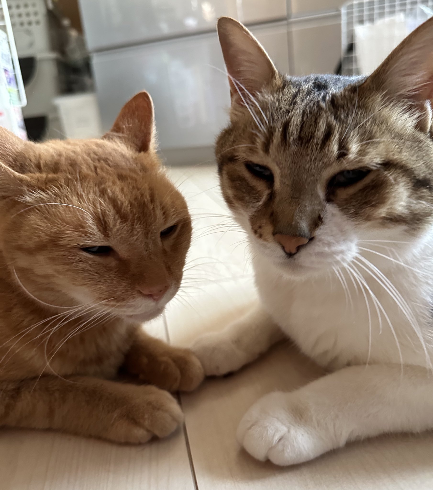 関西の猫好きさん専用 年に一度！猫好きさんのモチベーションが最も上がる日！ 新宿