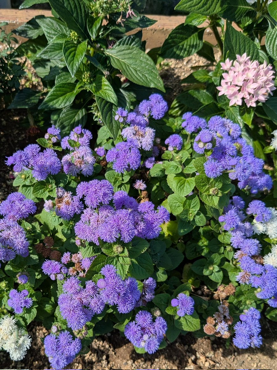 asawako319's tweet image. ｷﾝｷﾗ金曜日🌼
明るく楽しくﾈｯ🍀🐾