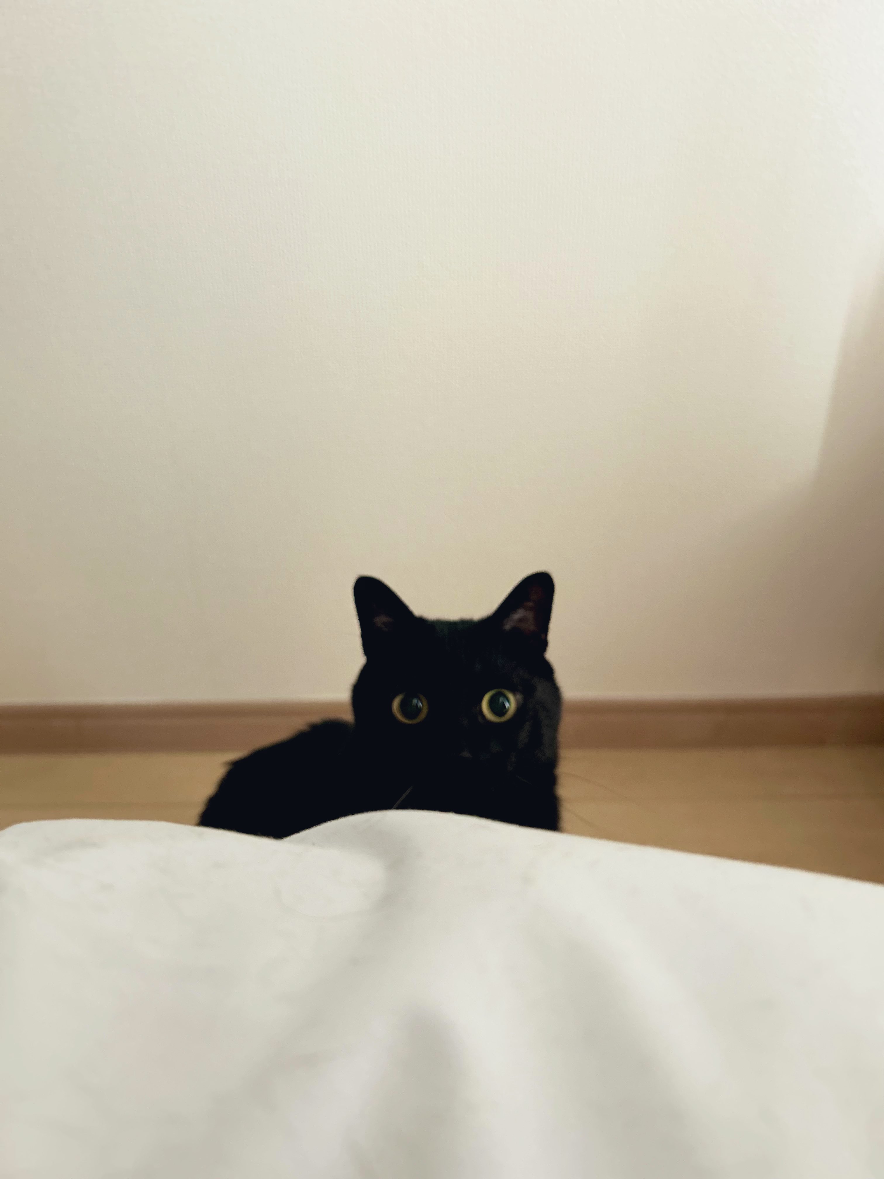 黒猫のこねろく (@nkknrk) / X