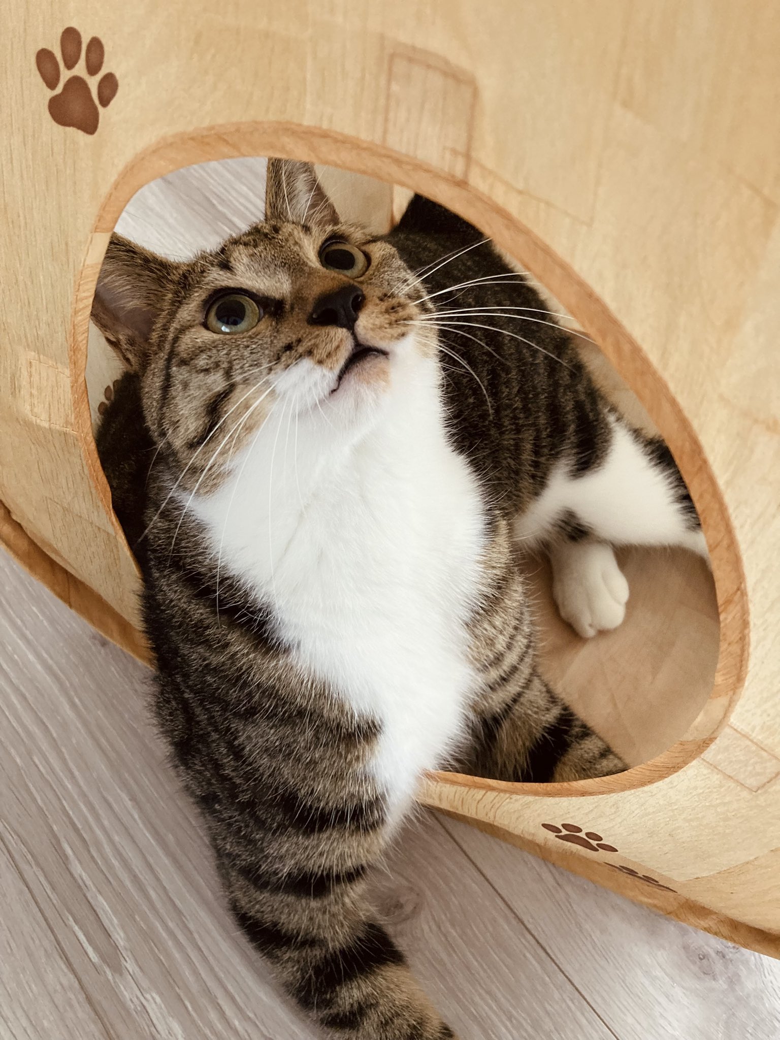 umi☆ページ Amazon | ムサシ(MUSASHI) 充電式 まんまるねこちゃんセンサー