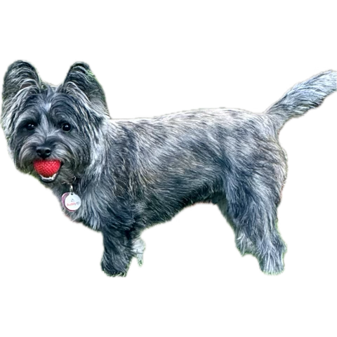 Pvt BamaBaxter•Cairn 💛🐕💛 🌈Ozzy (@bama_baxter) on Twitter photo @zshq <a href="/cairnterrier/">Cairn Terrier</a>
just noticed in my drafts that I had about 10 or 15 posts that weren't sent over the last few weeks !!!
I'M STILL HERE! @zshq <a href="/cairnterrier/">Cairn Terrier</a>
just noticed in my drafts that I had about 10 or 15 posts that weren't sent over the last few weeks !!!
I'M STILL HERE!