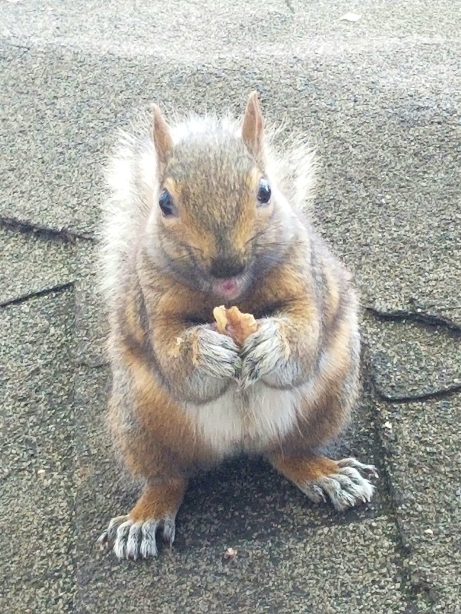Bill Harnsberger (@billinportland) on Twitter photo Sorry, Bailey. Next time I'll let the roasted walnuts cool a little more before I hand 'em out... Sorry, Bailey. Next time I'll let the roasted walnuts cool a little more before I hand 'em out...