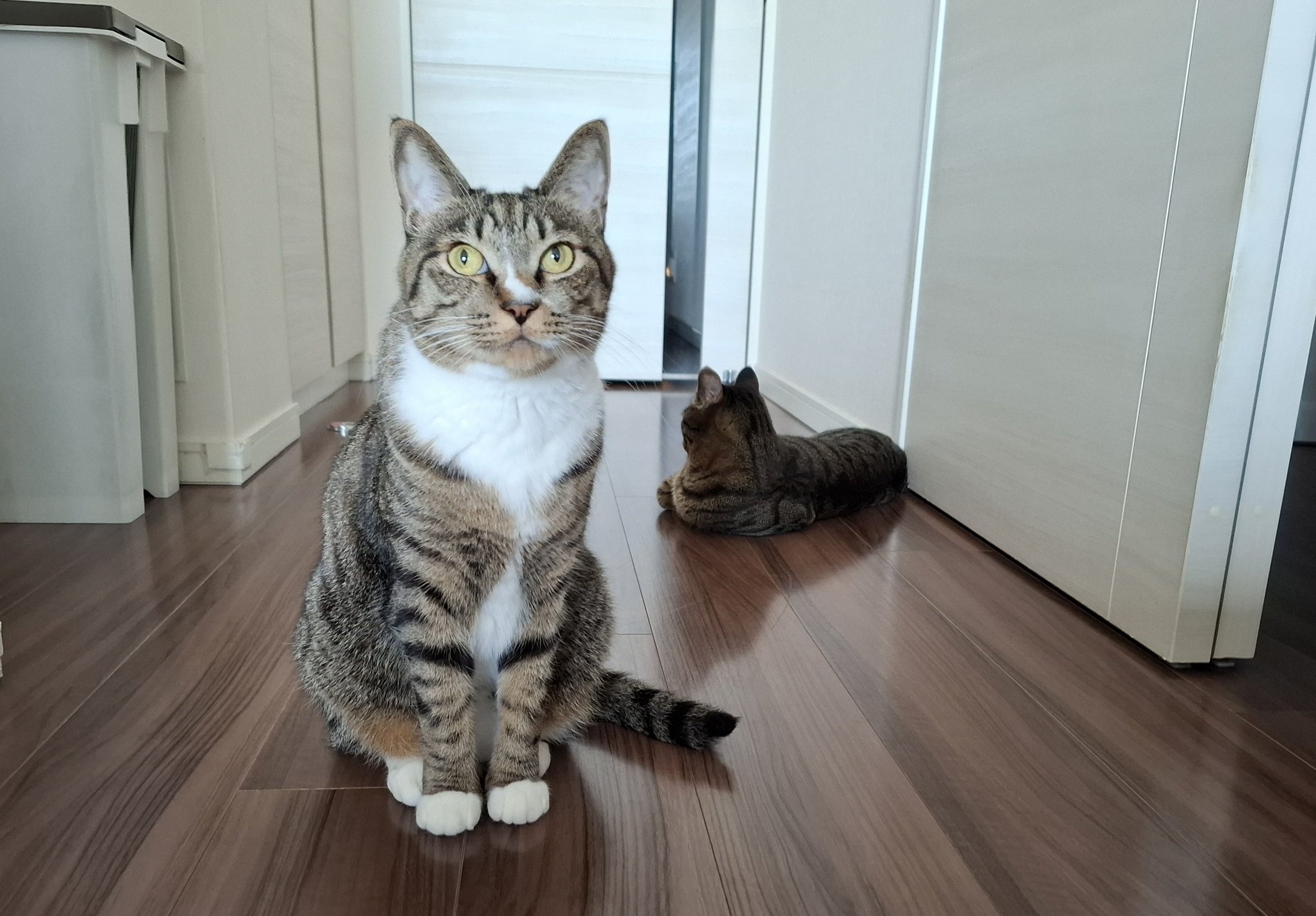 キラキラ⭐️　　ひょっこり猫 とこ☆とこと on X: 