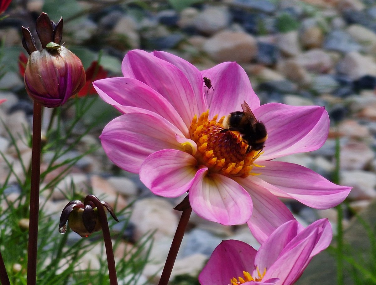 I didn't spot the little fellow in the top left of this photo until after I'd taken it..